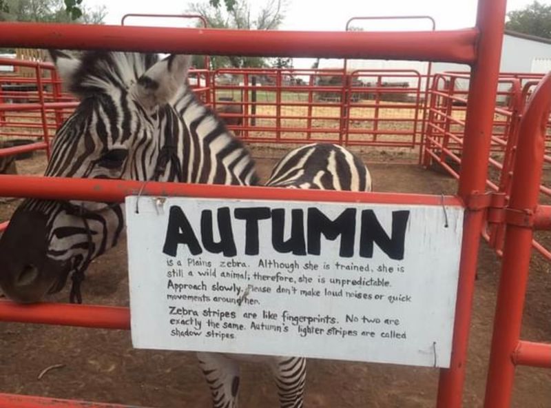 Bradt's Menagerie And The Unexpected Zebras