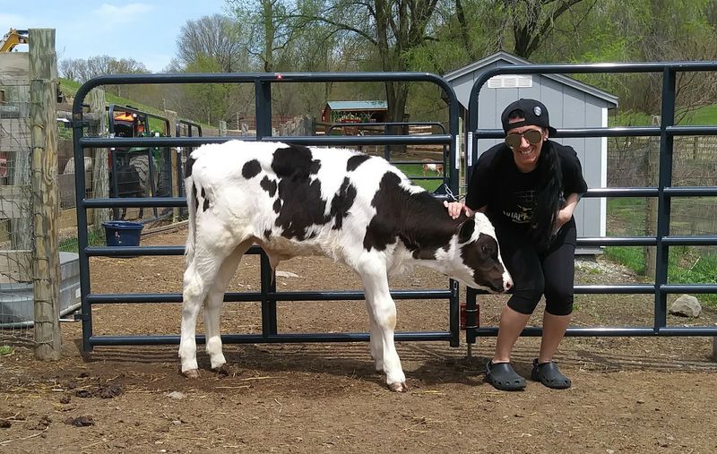 Brianna the Cow and Her Calf Winter Brianna the Cow and Her Calf Winter