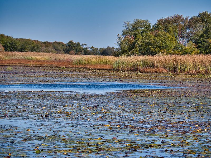 Brigantine Wilderness, Edwin B. Forsythe National Wildlife Refuge Brigantine Wilderness, Edwin B. Forsythe National Wildlife Refuge