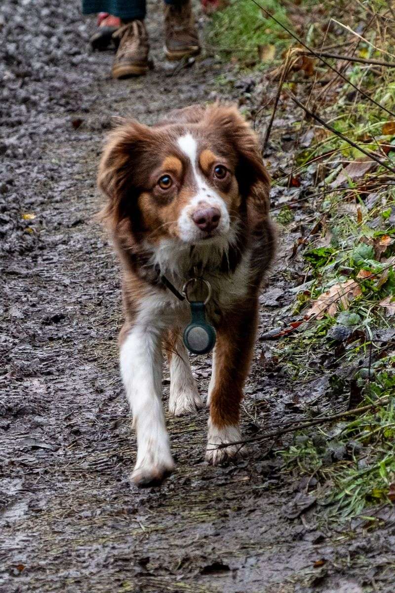 Bring Along Your Four-Legged Adventure Buddy