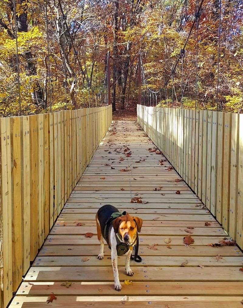 Bring The Dog Along Bring The Dog Along