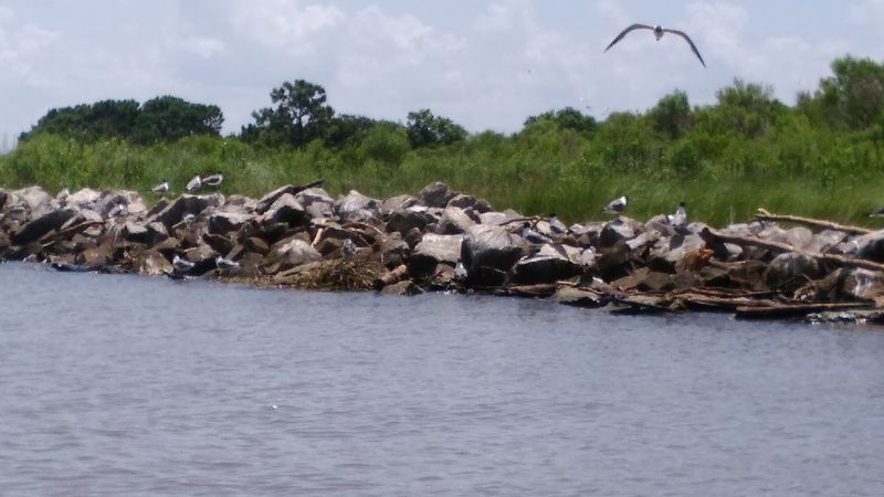 Brown Pelicans And One Of Alabama's Best Comeback Stories