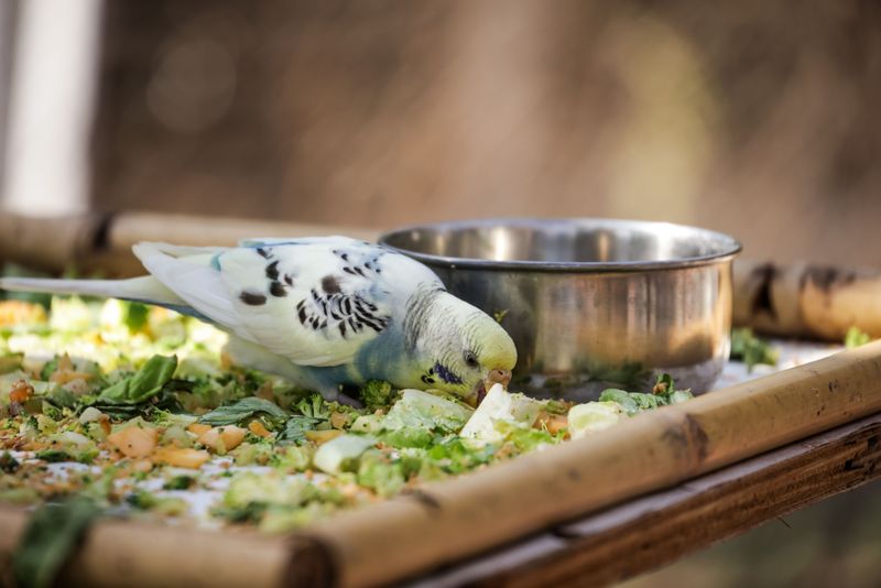 Budgie Manners, Or How To Get More Landings
