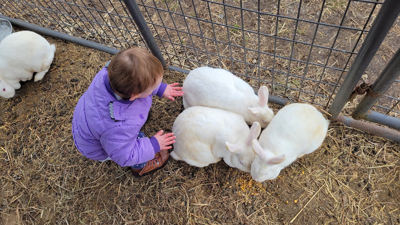 Bunnies Bring Plenty Of Cuteness Bunnies Bring Plenty Of Cuteness