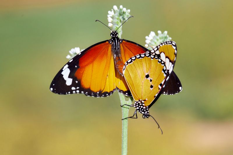 Butterfly Themed Yoga By The Water Butterfly Themed Yoga By The Water