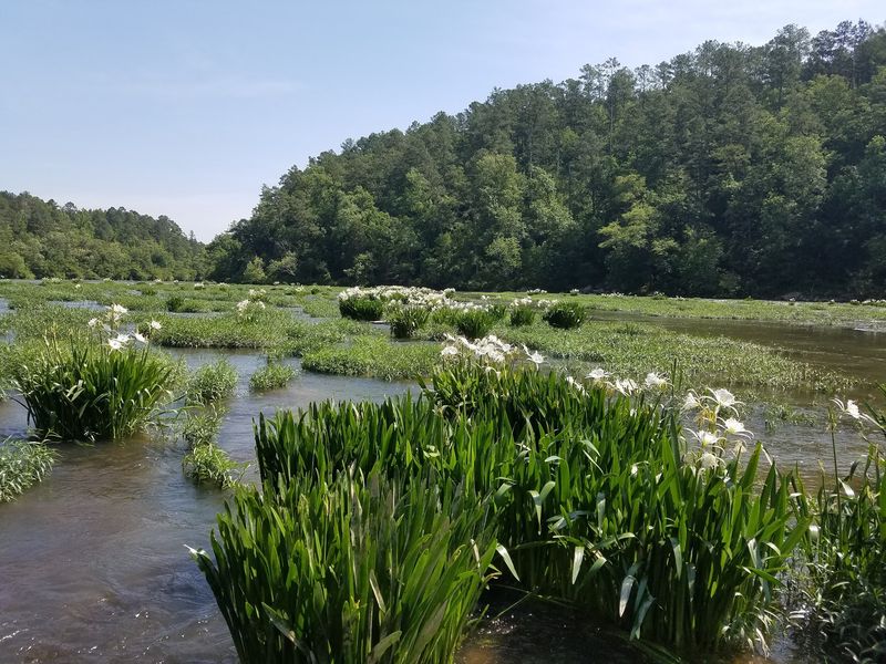 Cahaba River National Wildlife Refuge near West Blocton
