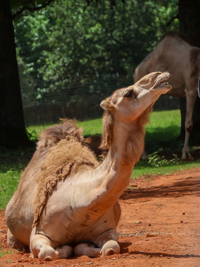 Camels, Llamas and Alpacas With Very Different Personalities