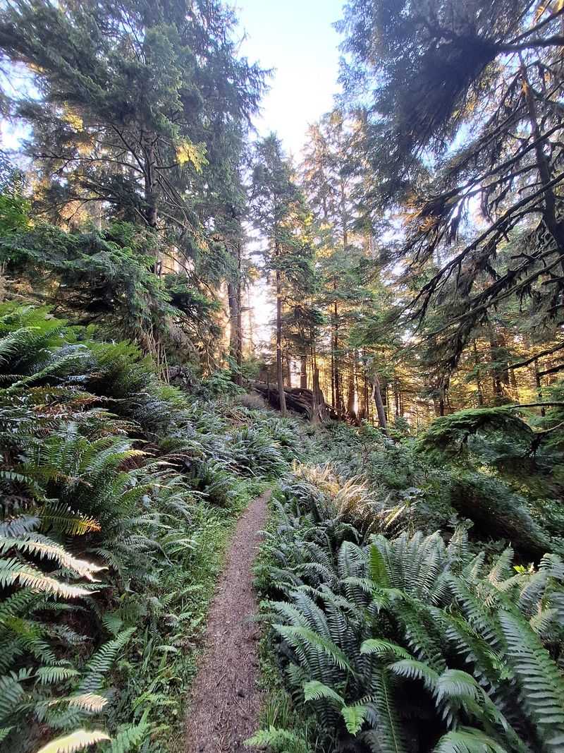 Cape Perpetua, Giant Spruce Trail