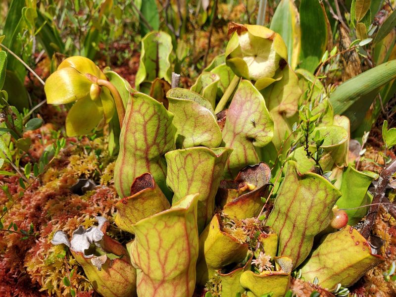 Carnivorous Pitcher Plants and Tiny Sundews Carnivorous Pitcher Plants and Tiny Sundews