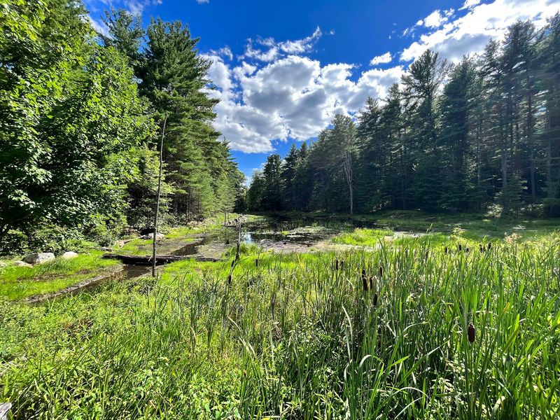 Castor Pond And The Beaver Engineering Marvel