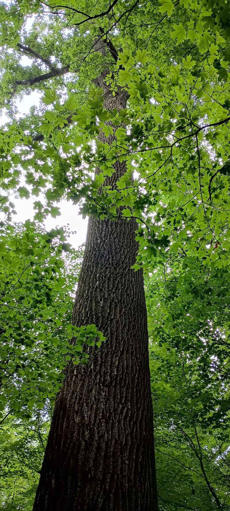 Champion Trees That Deserve Your Attention