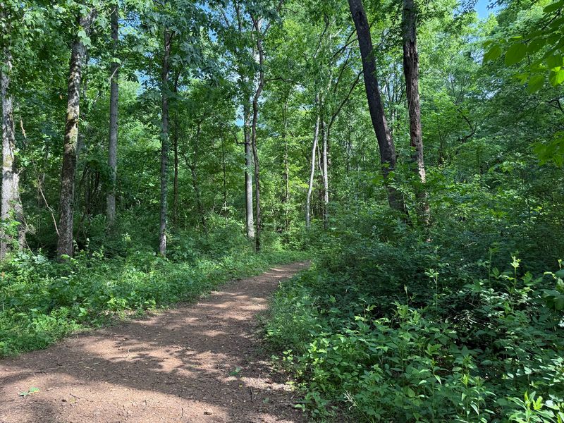 Chapman Mountain Nature Preserve, Huntsville