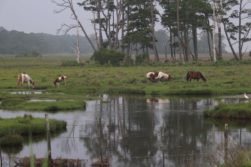 Chincoteague Island, VA