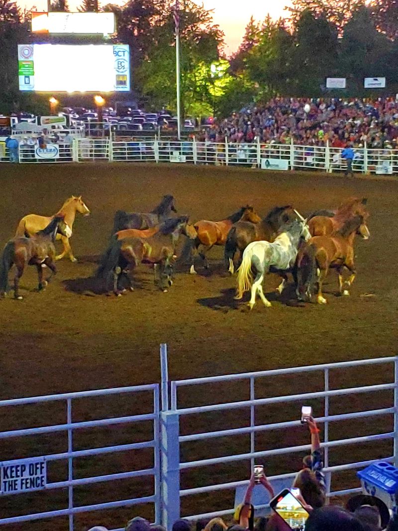 Clackamas County Fair and Canby Rodeo Clackamas County Fair and Canby Rodeo