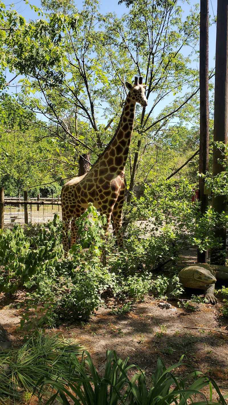 Cohanzick Zoo In Bridgeton Cohanzick Zoo In Bridgeton