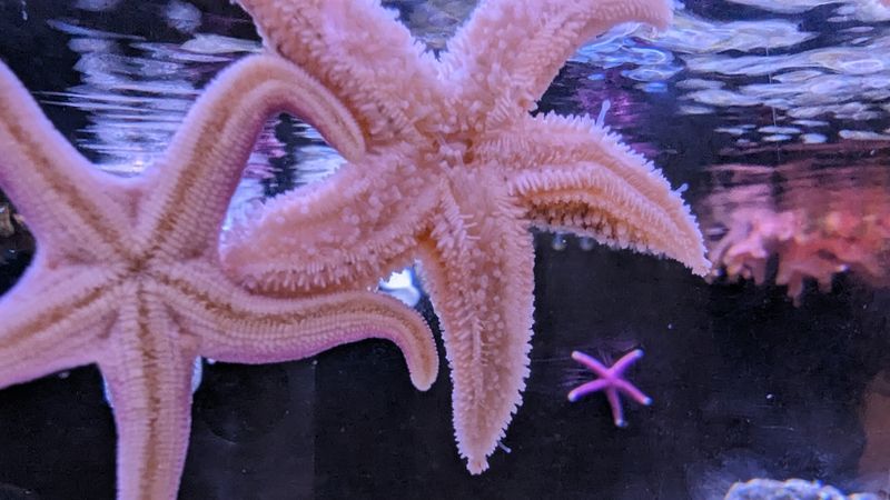 Cold Water Touch Tanks Where Sea Stars Say Hello