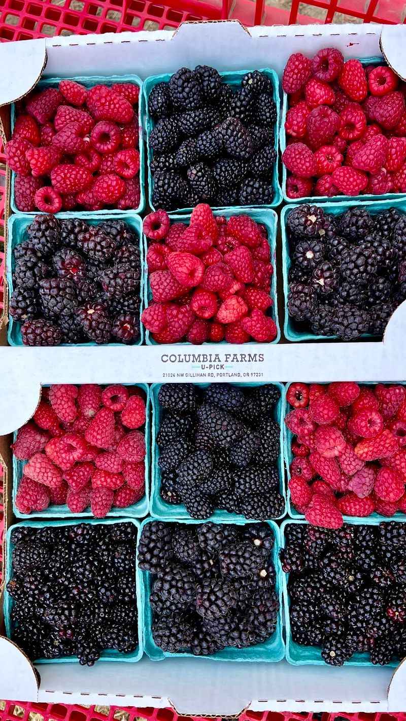 Columbia Farms U-Pick, Sauvie Island