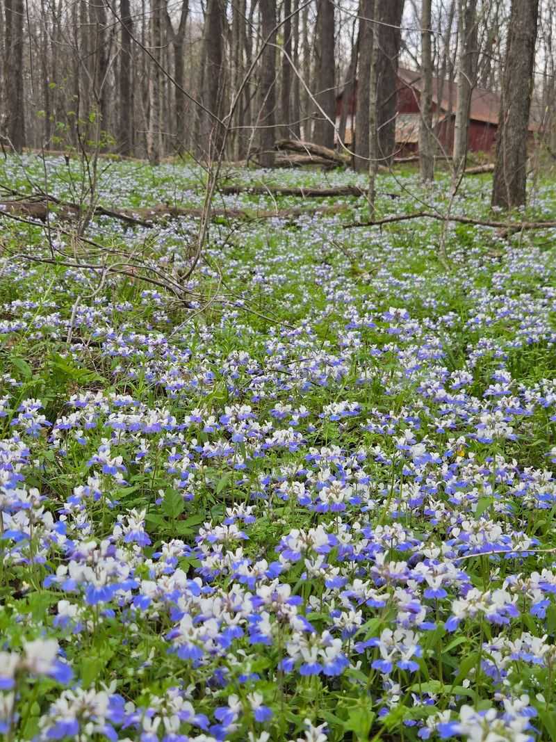 Come See Spring Paint the Ground Come See Spring Paint the Ground