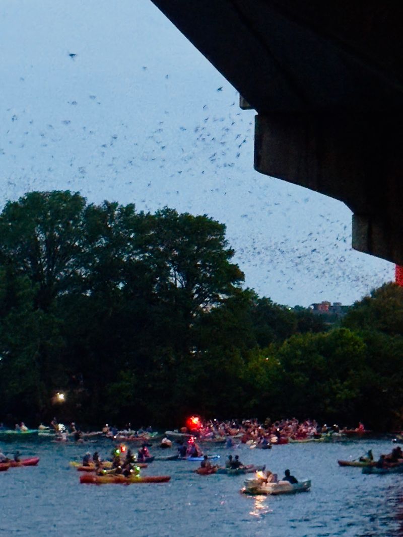Congress Avenue Bridge Bats, Austin