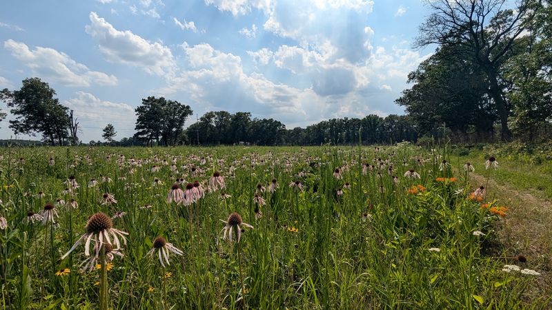 Conservation Work That Shows What Careful Stewardship Looks Like