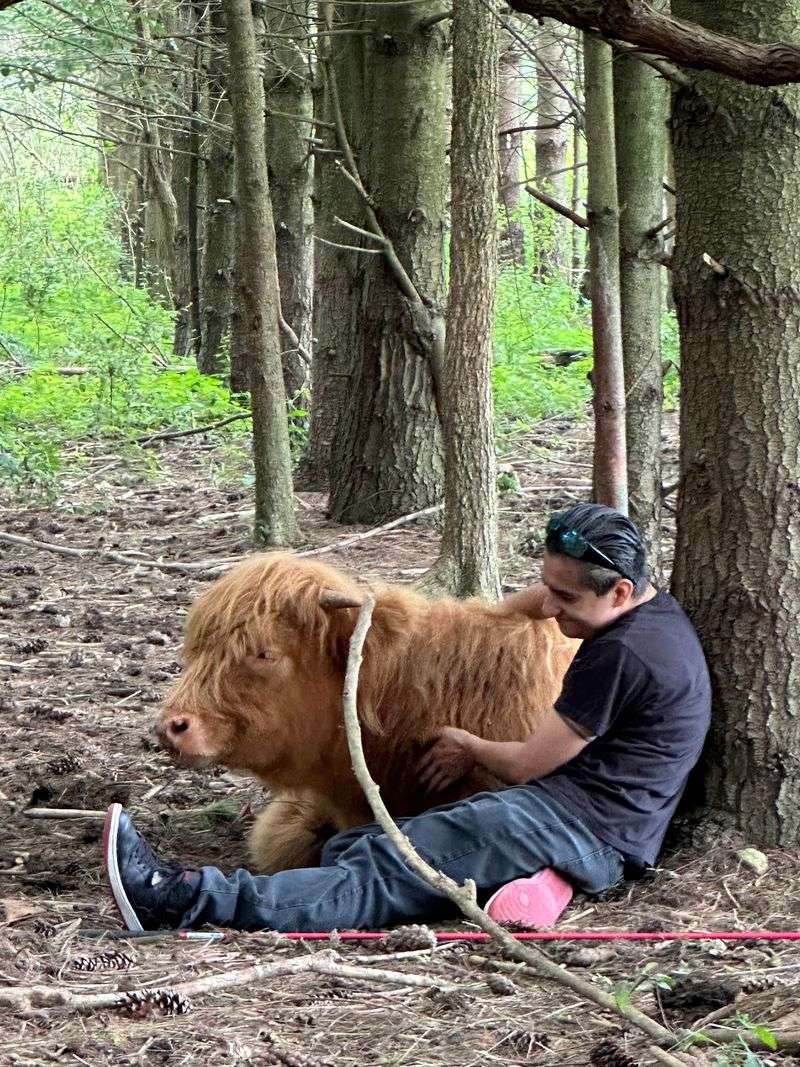 Cow Therapy And A Quiet Memorial Garden
