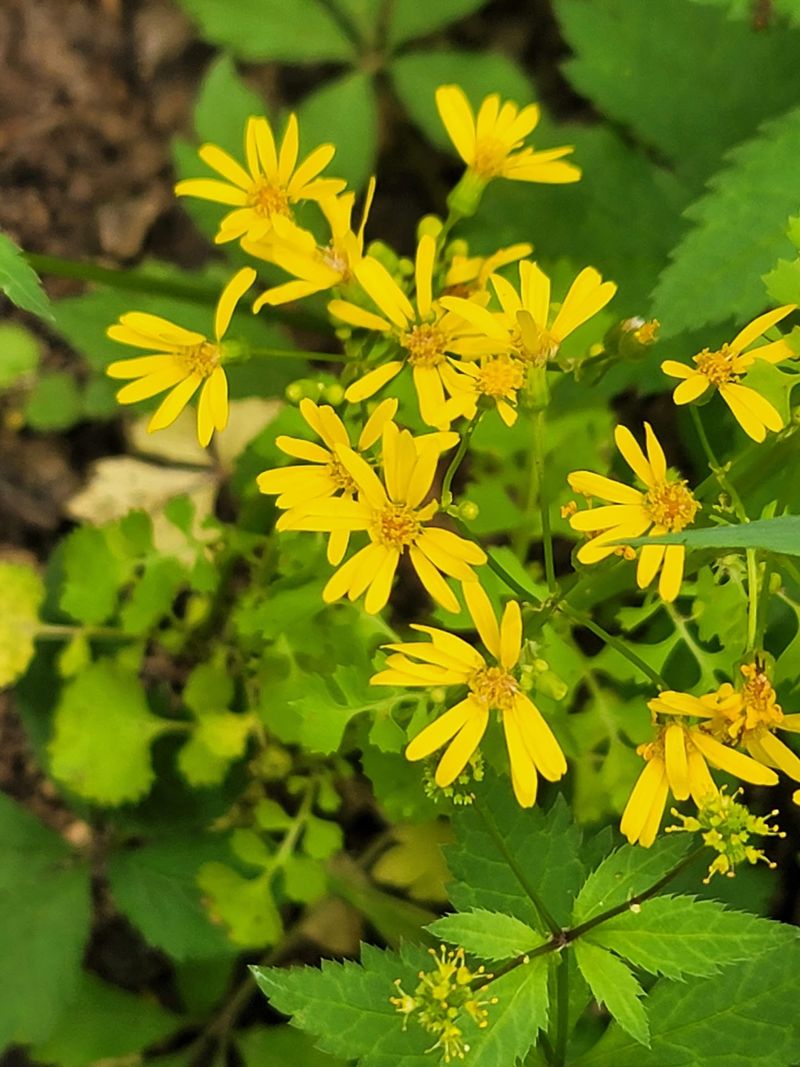Critters, Birds, And A Whole Lot Of Wildflowers