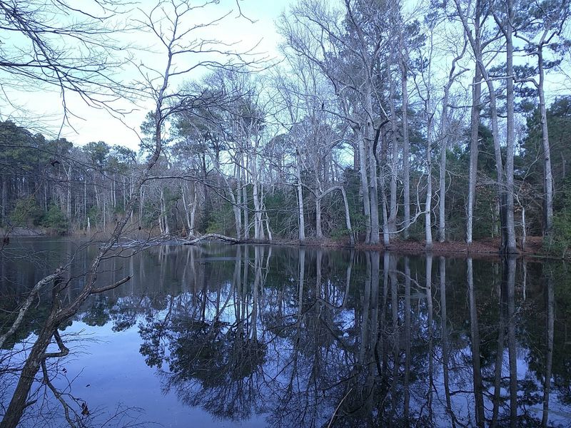 Custis Pond, a Freshwater Gem Hiding Among the Dunes Custis Pond, a Freshwater Gem Hiding Among the Dunes
