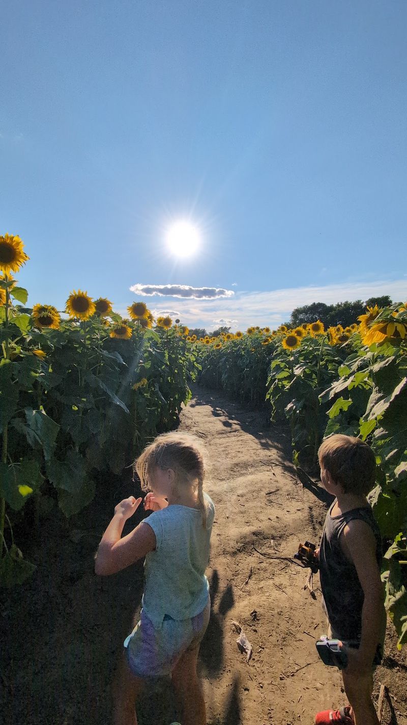 Cut Your Own Sunflowers to Take Home Cut Your Own Sunflowers to Take Home