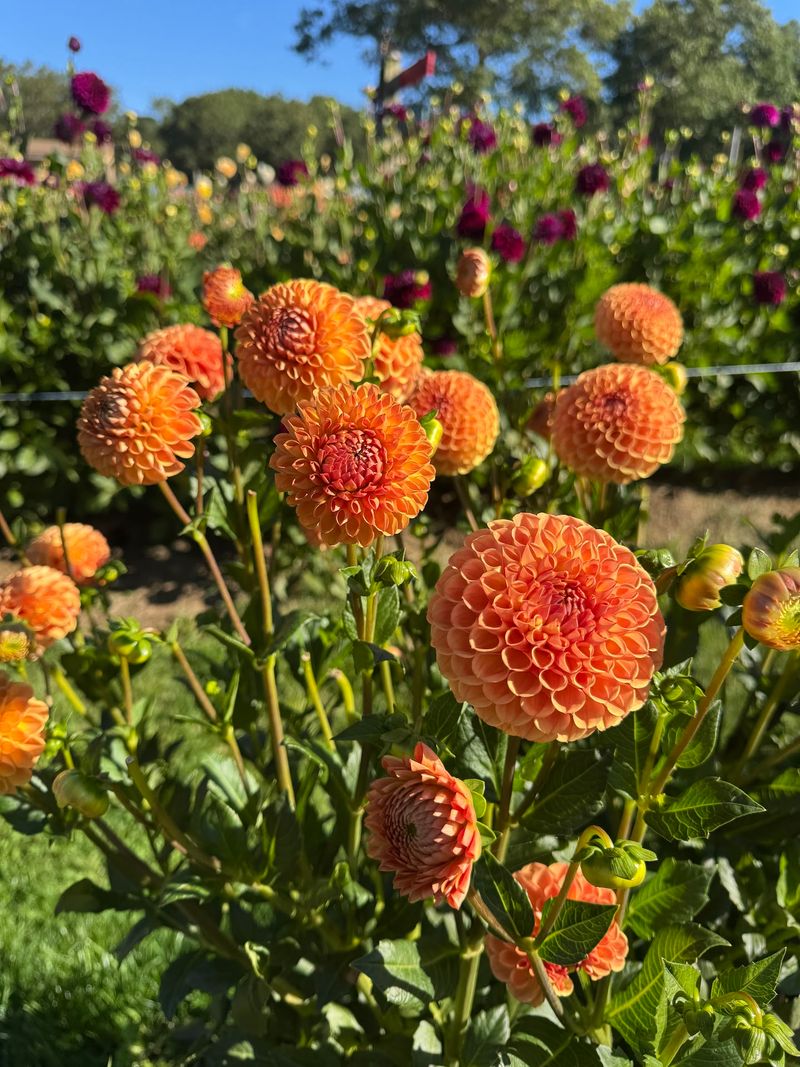 Dahlia Festival at Swan Island Dahlias Dahlia Festival at Swan Island Dahlias
