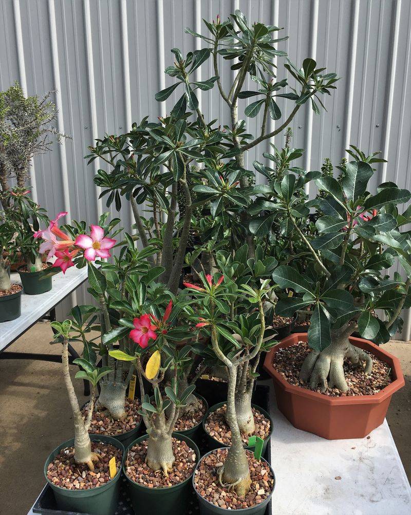Decades Of Showing Up In The Cactus World Decades Of Showing Up In The Cactus World