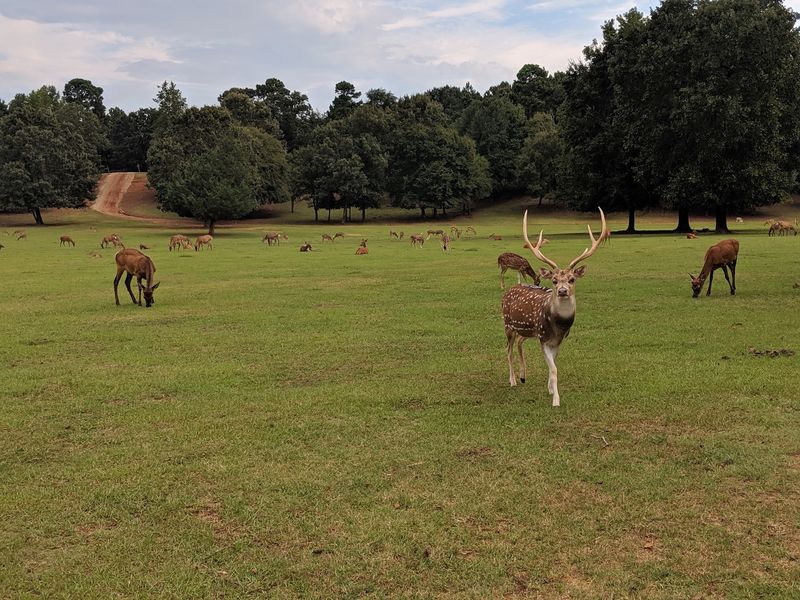 Deer Species From Across the Globe Grazing Side by Side