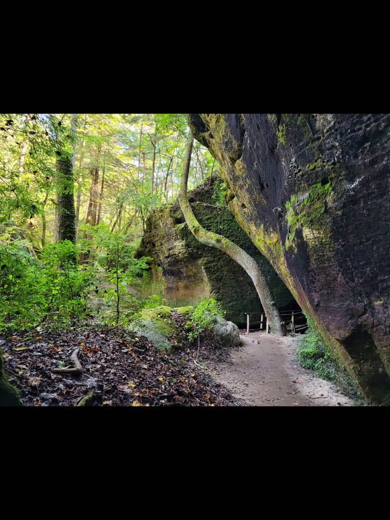 Dismals Canyon, Phil Campbell