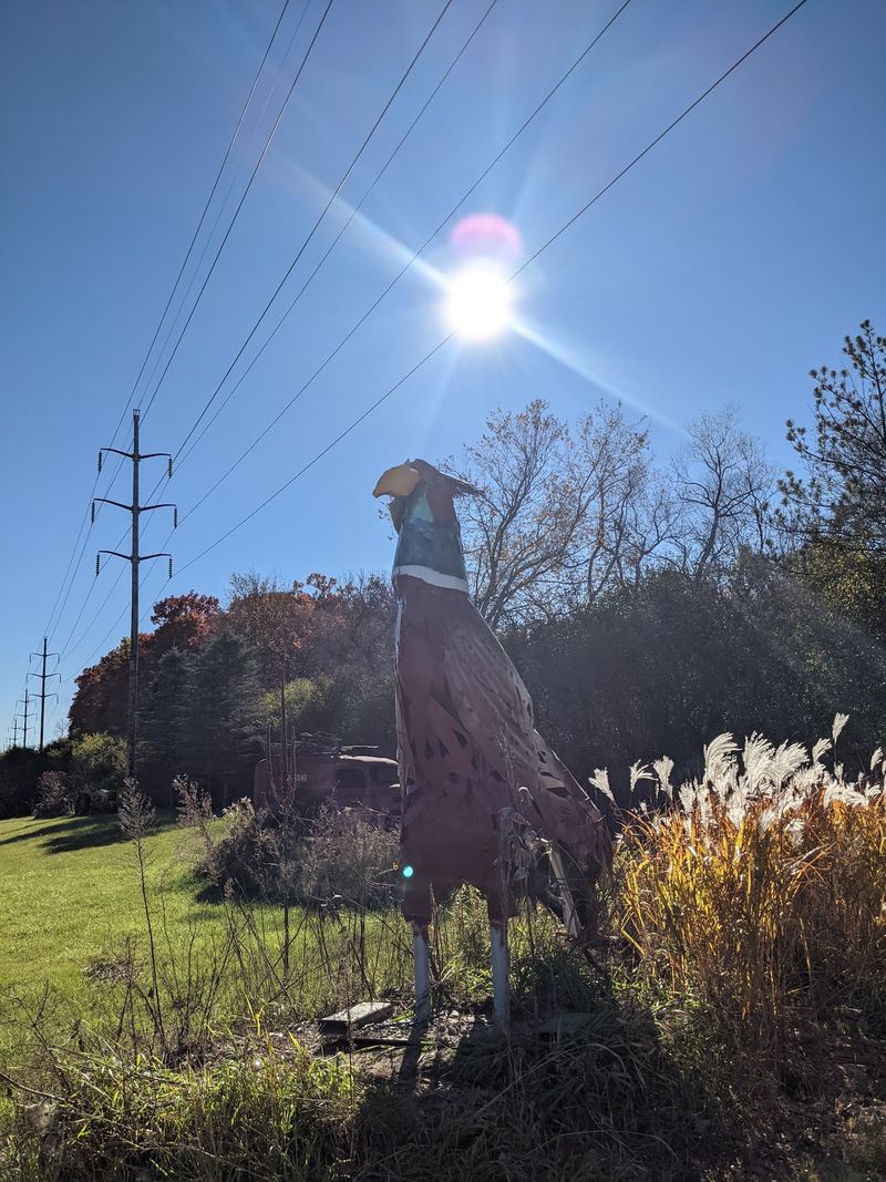 Ducks, Chickens and the Pond