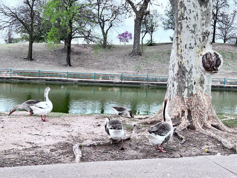 Ducks, Geese, and a Lagoon Fed by an Ancient Spring Ducks, Geese, and a Lagoon Fed by an Ancient Spring