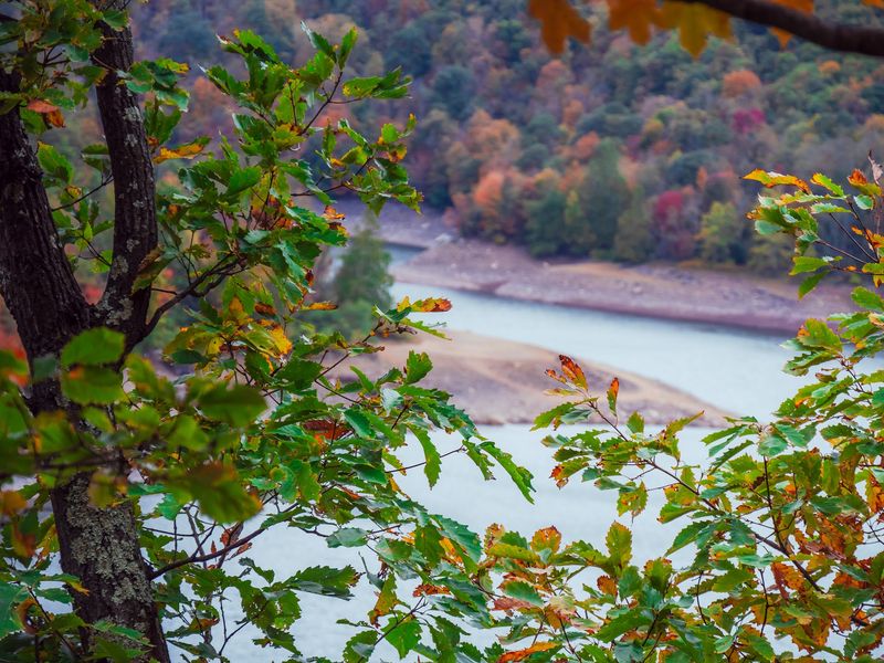 Eagles, Herons, and Black Bears Along the Shoreline