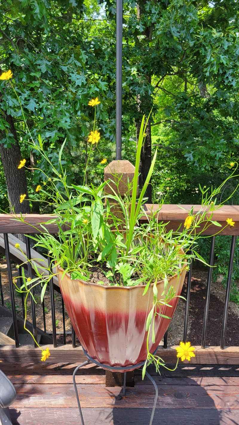 Edible Plants For Backyard Daydreams Edible Plants For Backyard Daydreams