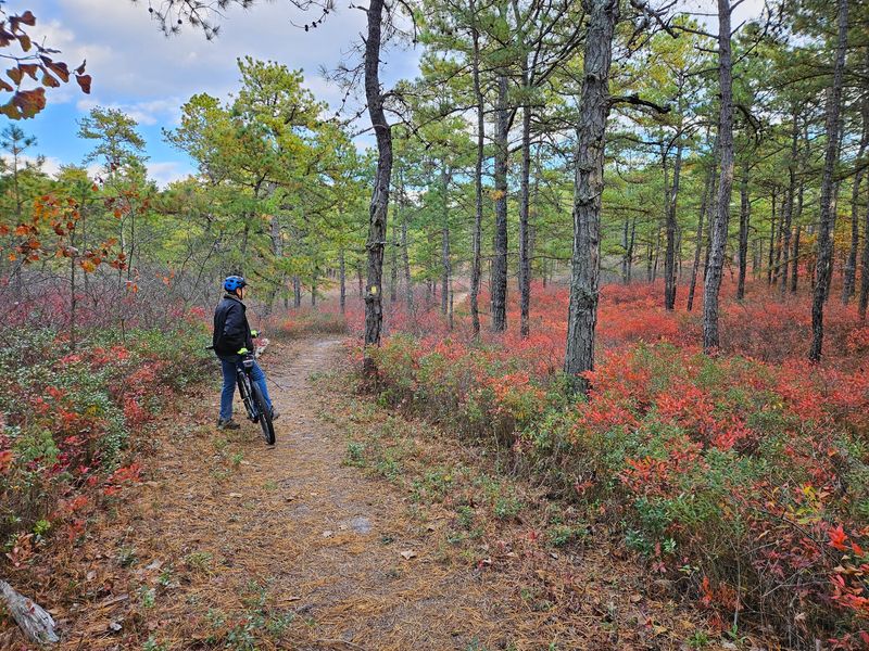 Eight Miles Of Sandy Trails Through Pitch Pine Country
