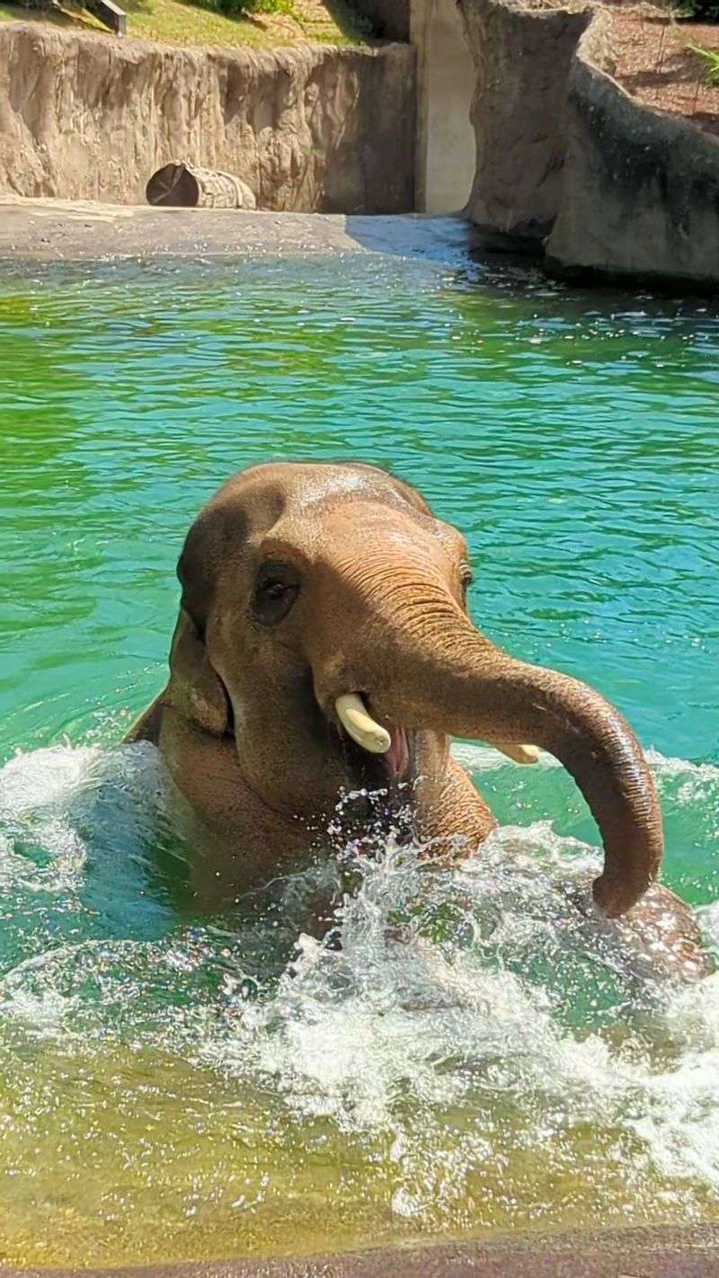 Elephant Lands And The Herd That Runs The Place