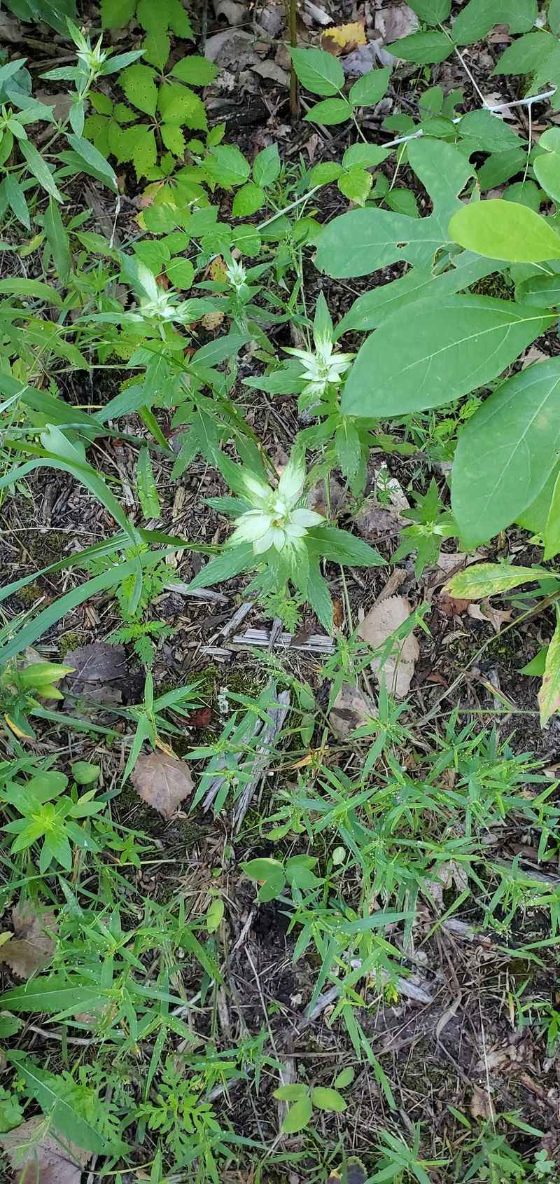 Endangered Wildflowers That Survived Since The Ice Age