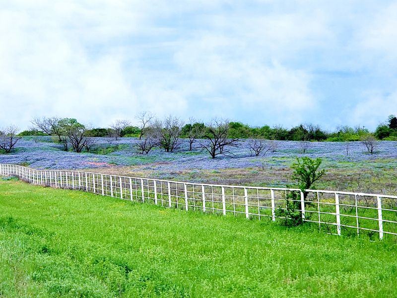 Ennis Bluebonnet Trails