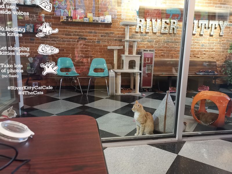 Every Dollar Loops Back To Homeless Animals