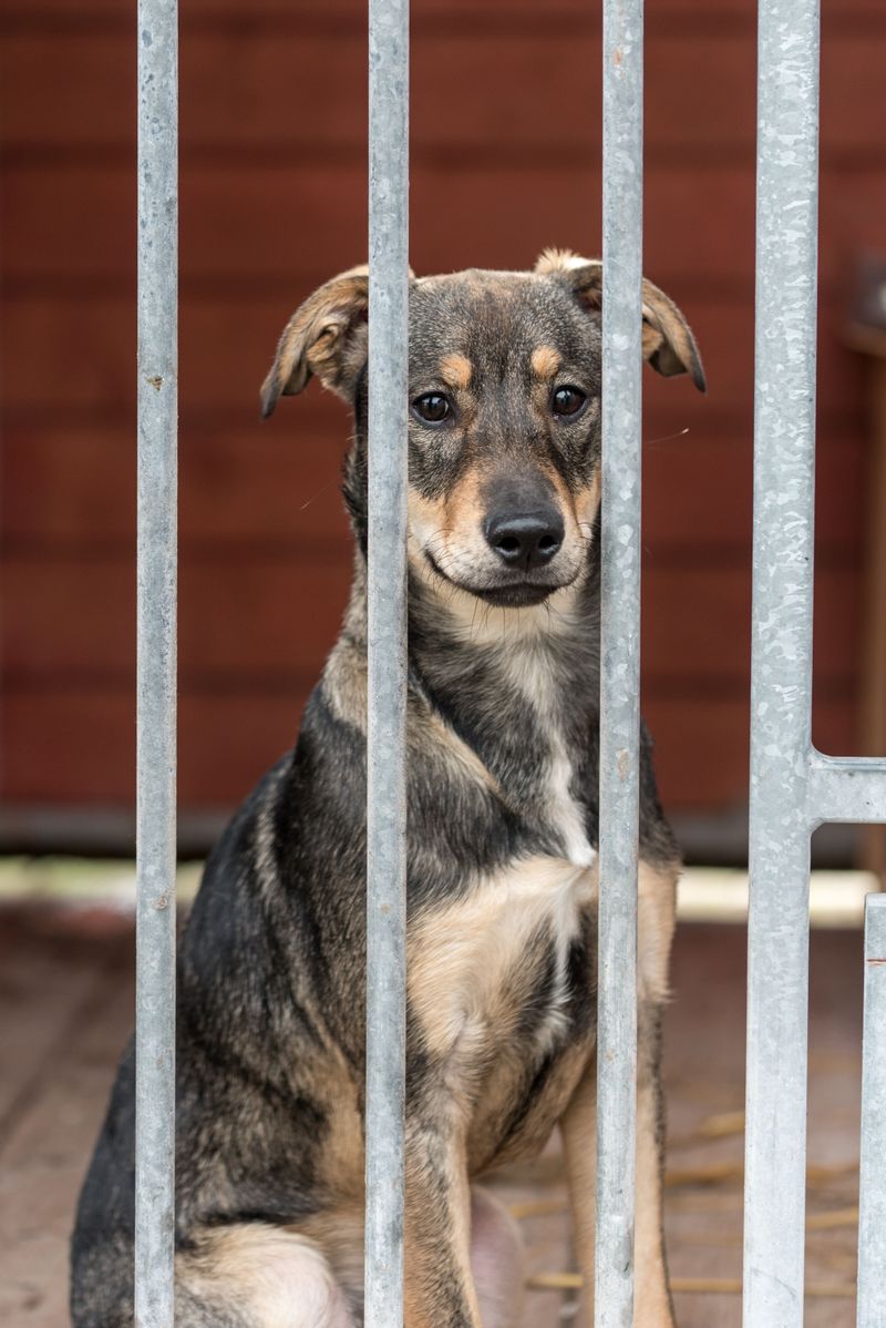 Every Purchase Feeds A Shelter Dog