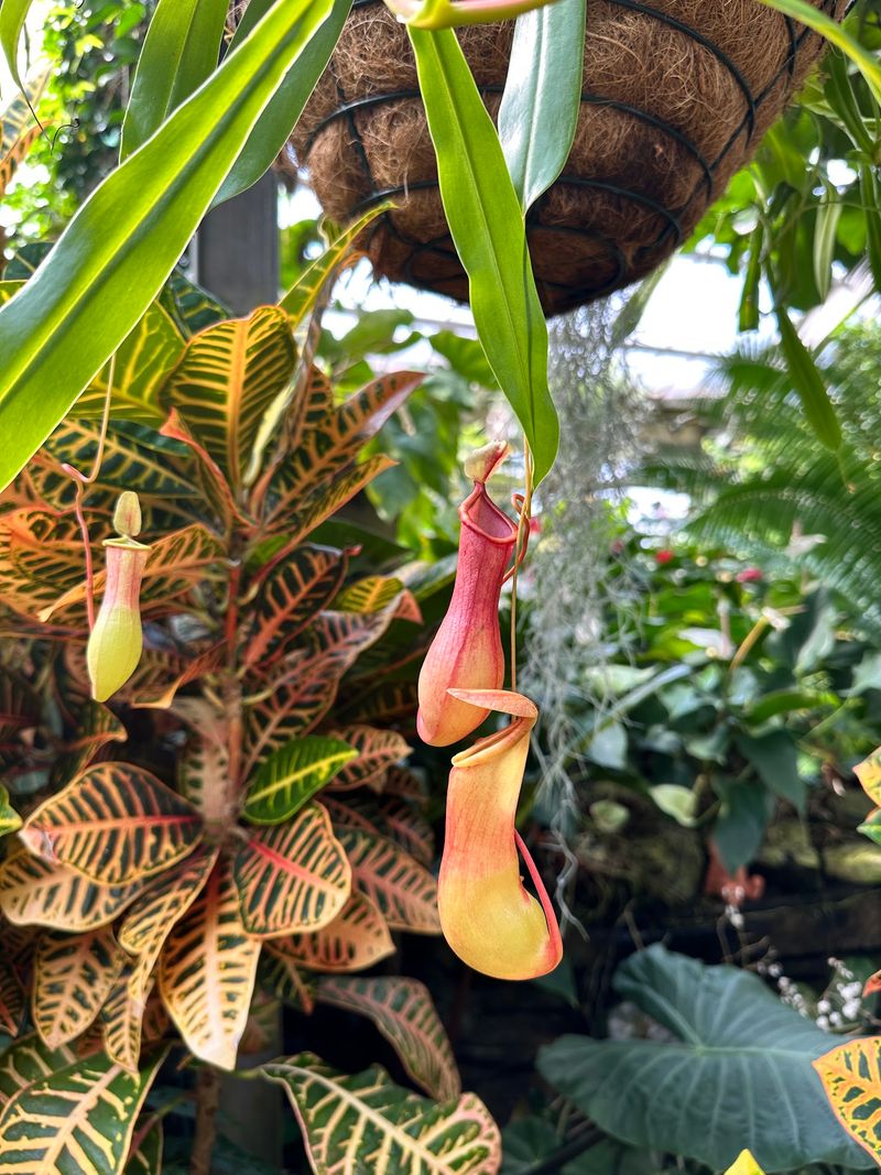 Exotic Plants That Genuinely Surprise You at Every Turn