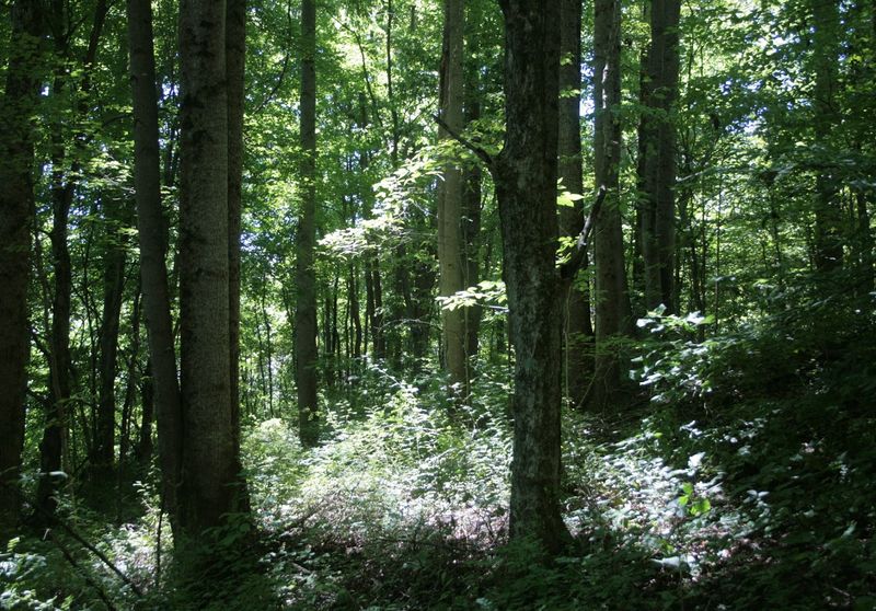 Explore the Vast Beauty of Hoosier National Forest Right Next Door Explore the Vast Beauty of Hoosier National Forest Right Next Door