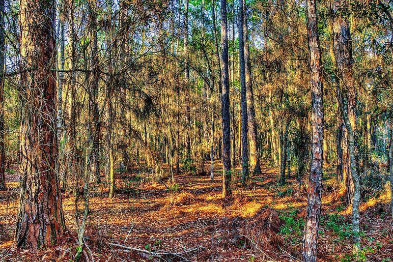 Exploring Bayous, Marshes, and the Watery Heart of the Refuge