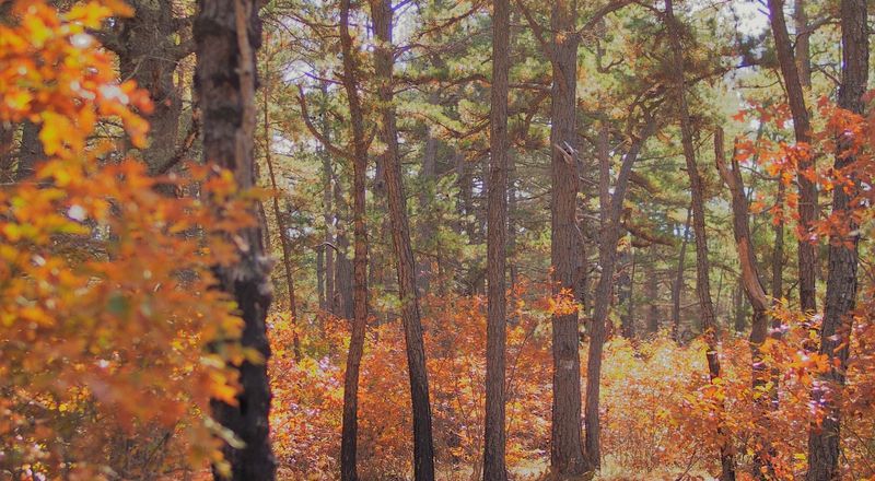 Exploring Ossipee Pine Barrens