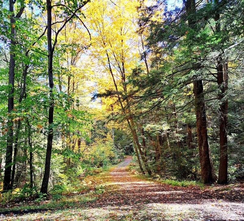 Exploring the Forest on Winding Trails