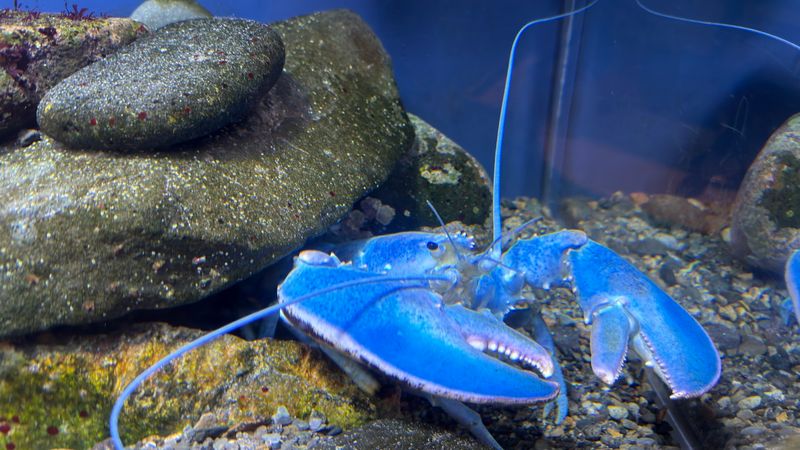 Exploring the Gulf of Maine Gets Genuinely Weird