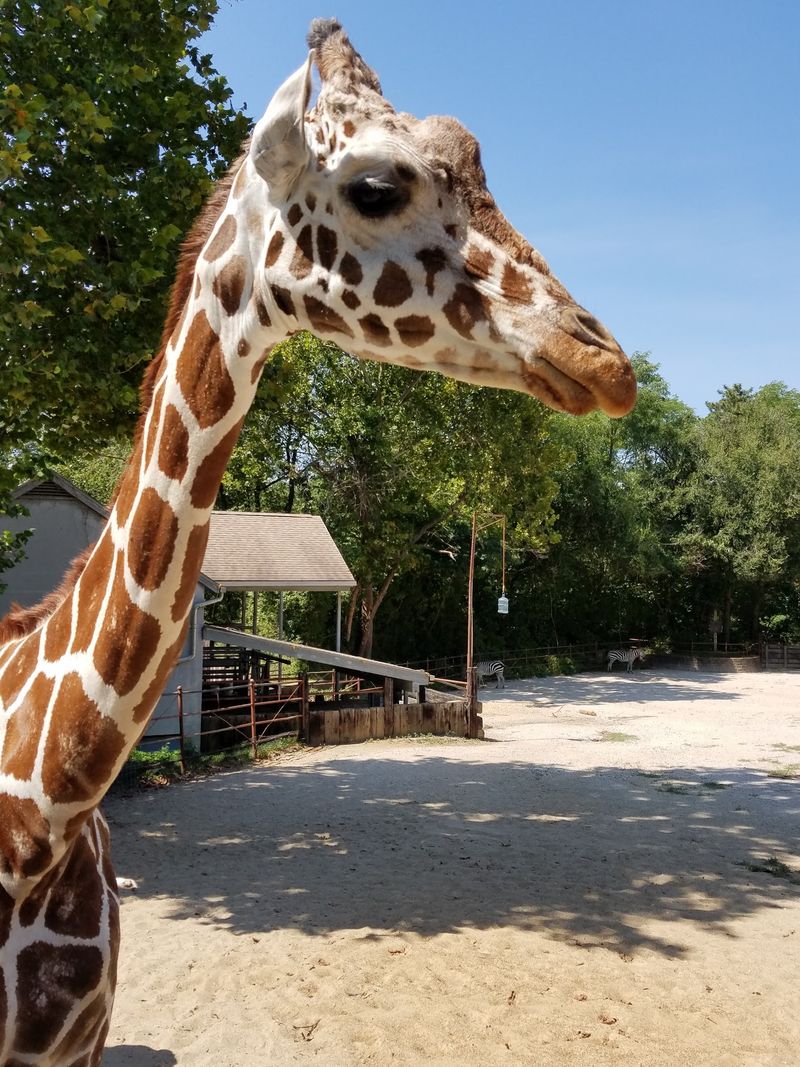 Eye To Eye With The Giraffes
