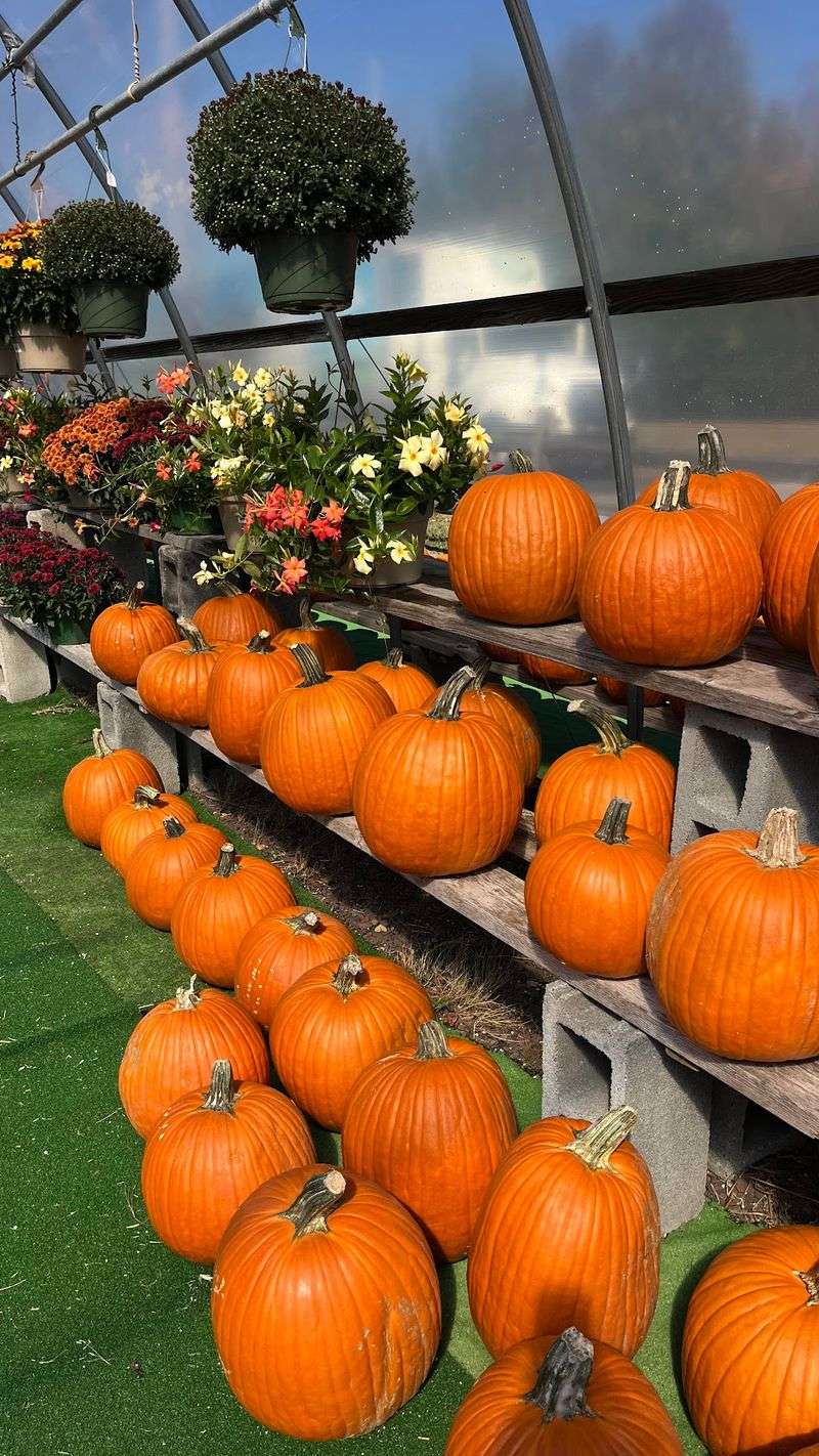 Fall Fest, Farm Store Shelves, and a Goodbye After 53 Years